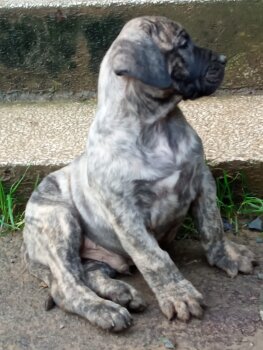 COROCOTA’S RENO’S PUP