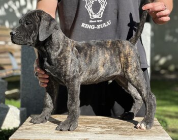 BUFFALO DE KING ZULU