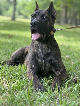 REINA DE LA FUNDACION K-9