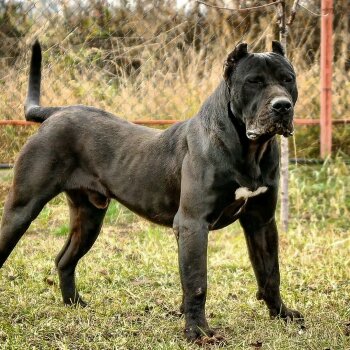 MARCO DE SABURO KENNEL