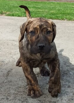 VITO DE PRYCAN BULL