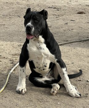 VATIKA DE KING ZULU
