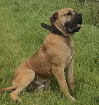 WACHMANN DE KING ZULU