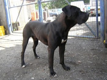 GORDO J7