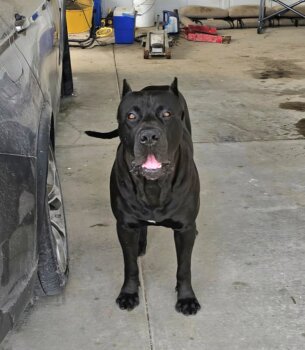 ZEUS DE CABEZA GRANDE