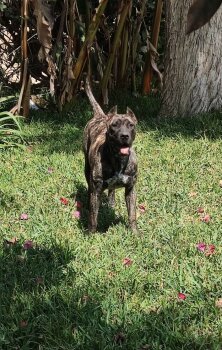 NALA DE CASA SAVASA