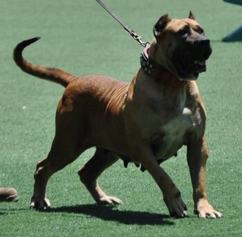 MAFIA DE MATANZA KENNEL