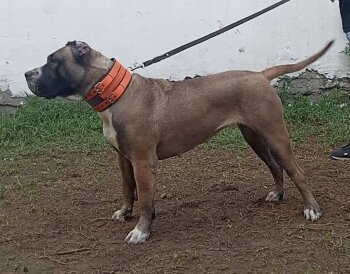 TAINA DE PRESAS DEL GUAJIRO