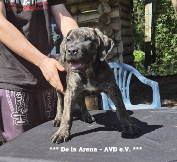 W'ALBA DE LA ARENA