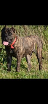 FENRIR DE PRESABABY