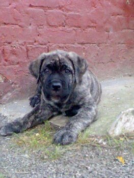 BRUCE TOUT PUISSANT