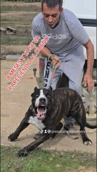 BRONCO DE LOS MENCEYES