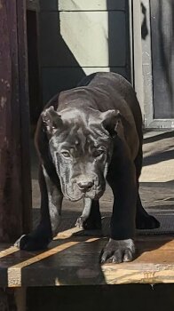 PERRO DE PRESA CANARIO