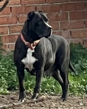 CINTHIA DE KING ZULU