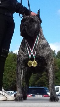 BREJDY DOGO QUEEN