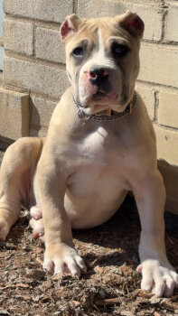 ONLY THE FAMILY KENNELS GERONIMO