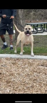 ONLY THE FAMILY KENNELS RAID