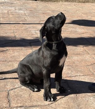 ULTIMO DE KING ZULU