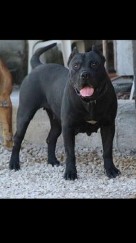 HERA SICILIA KENNEL