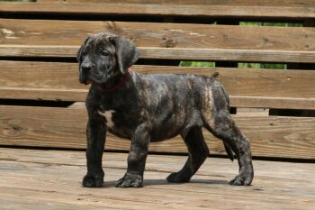 JD X ALIBI RED COLLAR