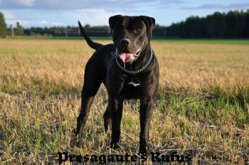 PRESAGAUTE'S RUFUS