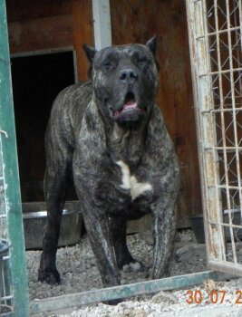 CHICA DE SPALATO BULL