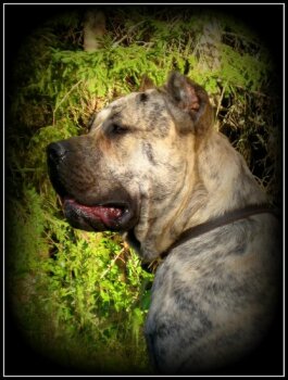 ARMANI BB CANARIO