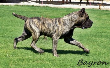 BAYRON TIMDOGKENNEL