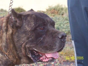 DRAGO (LOS CARDONES)