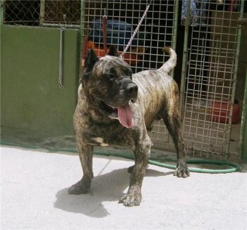 GUAJIRO DE LA JACHA