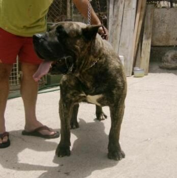 BRONCO DE LA JACHA (CROM)