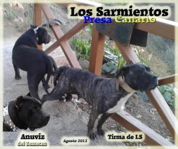 TIRMA DE ISMAEL SANTIAGO