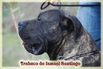TRABUCO DE ISMAEL SANTIAGO