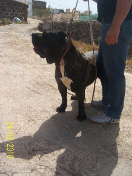 VARGAS DE CASA PANCHO*