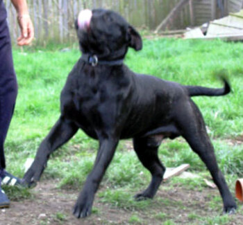RIDDICK J7