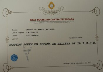 CARTON DE BARNACAN BULL